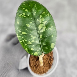 Hoya Sp. Aceh ABS 005