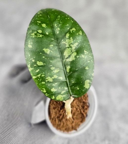 Hoya Sp. Aceh ABS 005