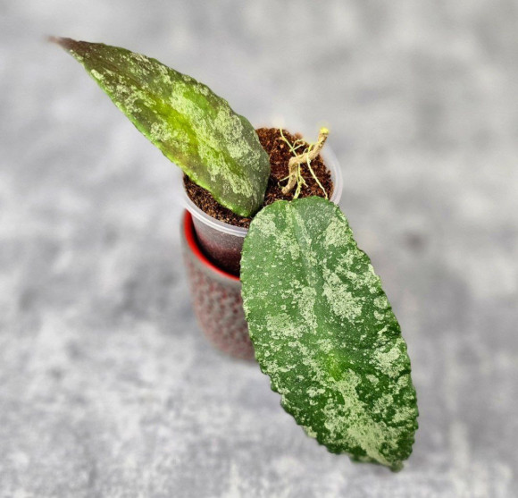 Hoya Caudata Aceh Red Big Leaf 