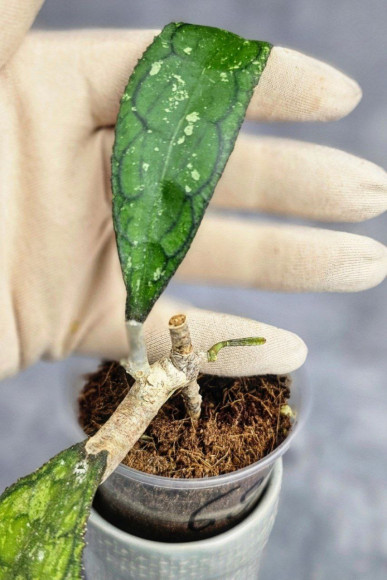 Hoya Clemensiorum Aceh ar #175 Hoya Clemensiorum Aceh ar #175