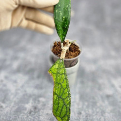 Hoya Clemensiorum Aceh ar #175