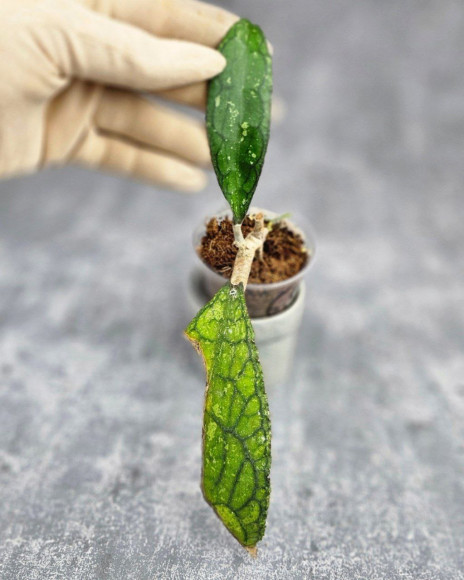 Hoya Clemensiorum Aceh ar #175 Hoya Clemensiorum Aceh ar #175