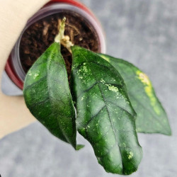 Hoya Clemensiorum Sarawak #002 