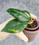 Hoya Clemensiorum Sarawak #002 