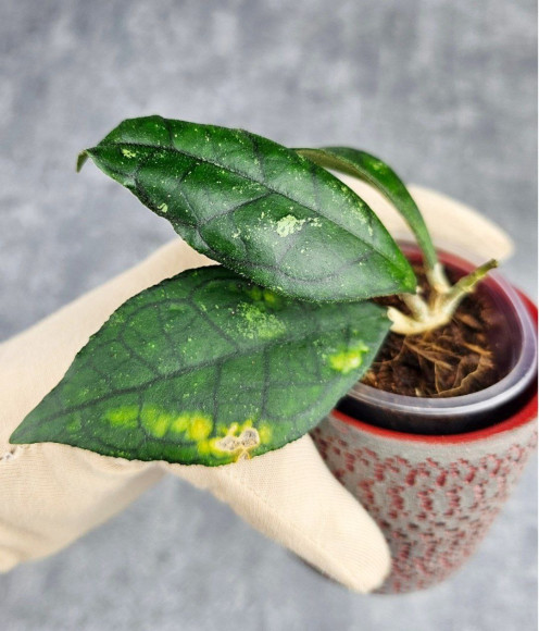 Hoya Clemensiorum Sarawak #002 Hoya Clemensiorum Sarawak #002