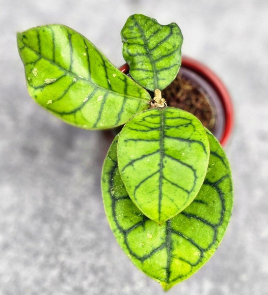 Hoya Calistophylla Chibi  