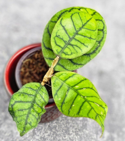 Hoya Calistophylla Chibi Hoya Calistophylla Chibi