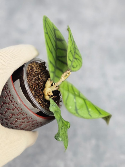 Hoya Calistophylla Chibi Hoya Calistophylla Chibi