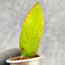 Hoya Caudata Aceh Red Leaf