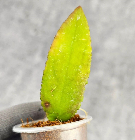 Hoya Caudata Aceh Red Leaf Hoya Caudata Aceh Red Leaf