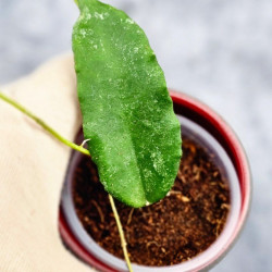 Hoya Caudata Aceh High Splash 