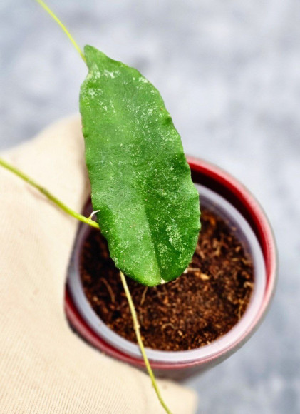 Hoya Caudata Aceh High Splash 