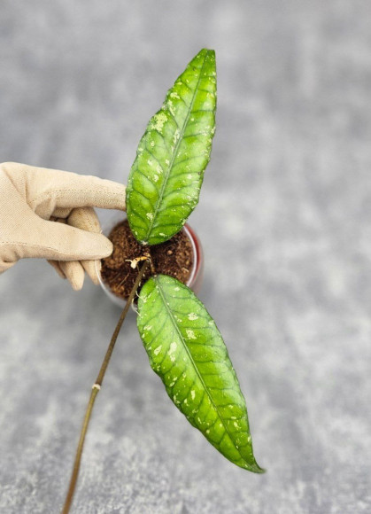 Hoya Sp Aceh Opop Hoya Sp Aceh Opop