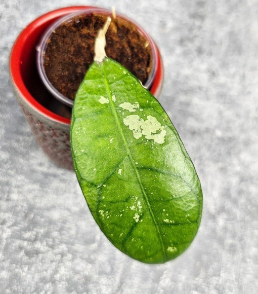 Hoya Sp Singkil Hoya Sp Singkil