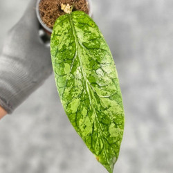 Hoya Meredithii High Splash 