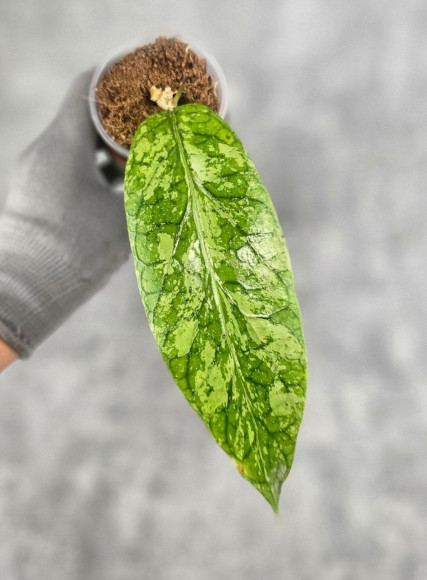 Hoya Meredithii High Splash Hoya Meredithii High Splash