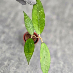 Hoya Sp. Aceh Perlak