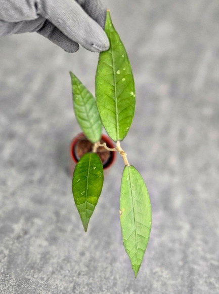 Hoya Sp. Aceh Perlak