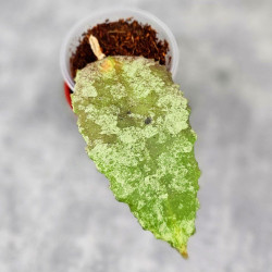 Hoya Caudata Aceh Red Big Leaf 