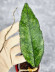 Hoya Clemensiorum Aceh #011                          