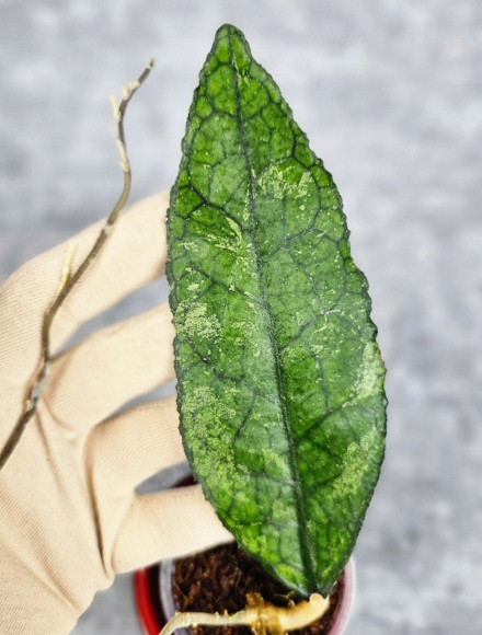 Hoya Clemensiorum Aceh #011                          