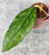 Hoya Clemensiorum Aceh #011                          