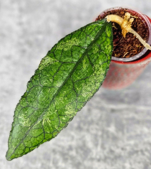 Hoya Clemensiorum Aceh #011                          