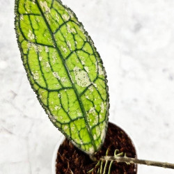 Hoya Clemensiorum Aceh ar #177