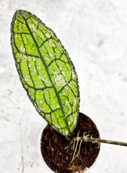 Hoya Clemensiorum Aceh ar #177