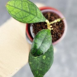 Hoya Clemensiorum Sarawak #002  