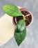 Hoya Clemensiorum Sarawak #002  