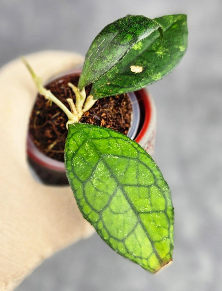 Hoya Clemensiorum Sarawak #002  