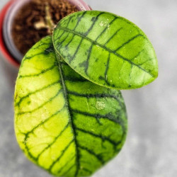 Hoya Calistophylla Chibi 