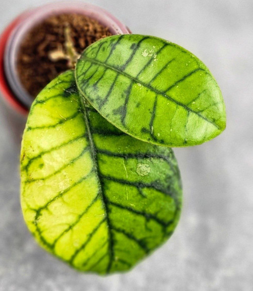 Hoya Calistophylla Chibi 