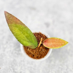 Hoya Caudata Aceh Red Leaf 