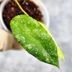 Hoya Caudata Aceh High Splash  