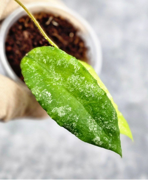 Hoya Caudata Aceh High Splash  