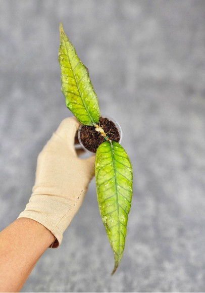 Hoya Sp Aceh Opop Hoya Sp Aceh Opop