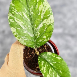 Hoya Manohara High Splash  