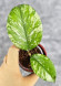 Hoya Manohara High Splash  