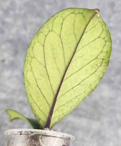 Hoya Manohara High Splash Hoya Manohara High Splash