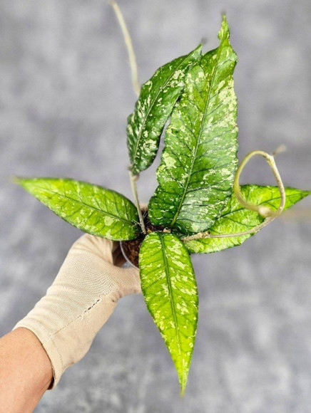 Hoya Sp Aceh Ar 006 Hoya Sp Aceh Ar 006