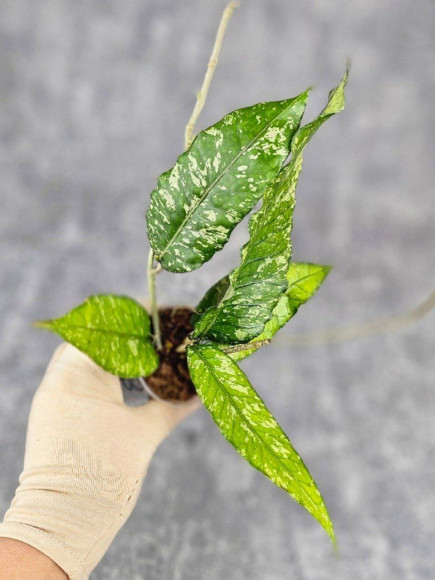 Hoya Sp Aceh Ar 006 Hoya Sp Aceh Ar 006