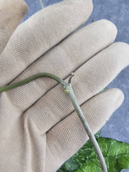 Hoya Sp Aceh Ar 006 Hoya Sp Aceh Ar 006