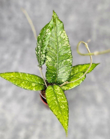 Hoya Sp Aceh Ar 006 Hoya Sp Aceh Ar 006