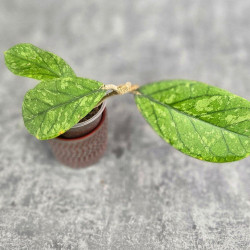 Hoya Meredithii High Splash 