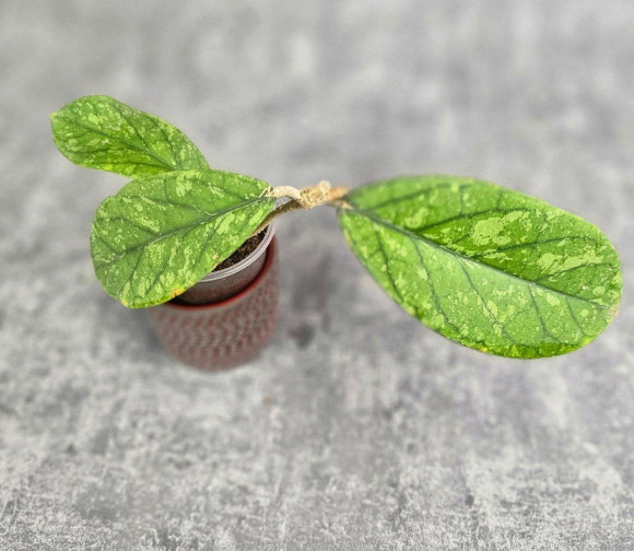 Hoya Meredithii High Splash Hoya Meredithii High Splash