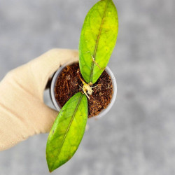 Hoya Sp. Aceh  Shogun Red Margin