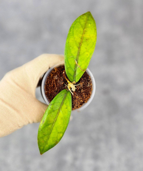 Hoya Sp. Aceh  Shogun Red Margin