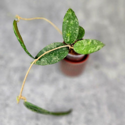 Hoya Caudata Aceh Red Big Leaf